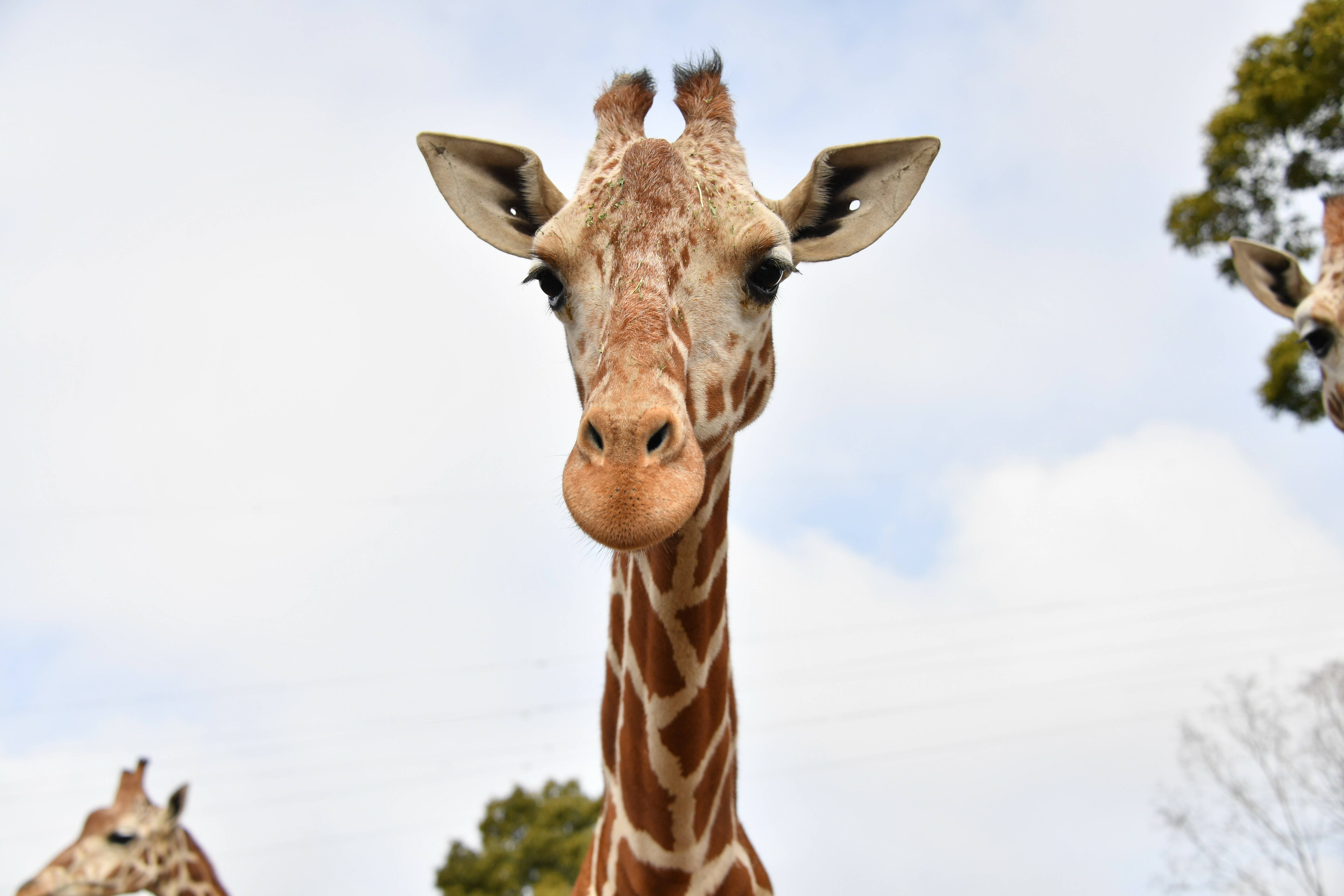 祝☆7歳‼‼‼|アフリカのサバンナ＠ズーラシア｜ブログ|よこはま動物園